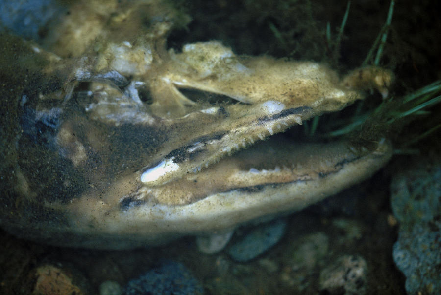 Salmon Photograph - Dead Fish Decomposing Under Water by Peter Essick