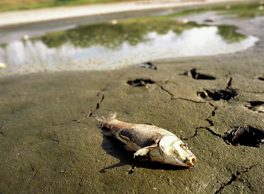 Dead Fish Photograph by Science Photo Library Dead Fish Photograph by Science Photo Library