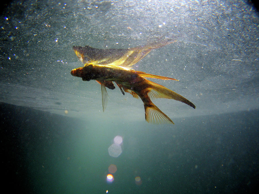 Dead Fish Floating In Sydney Harbor Photograph By Christophe Launay ...