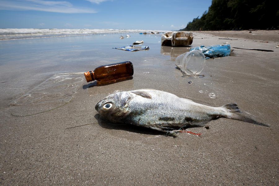 Dead fish on a beach surrounded by washed up garbage. Photograph by Enviromantic