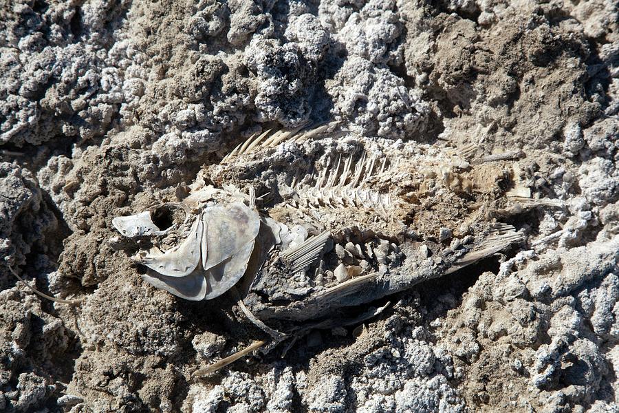 Fish Photograph - Dead Fish On Salt Flat by Jim West
