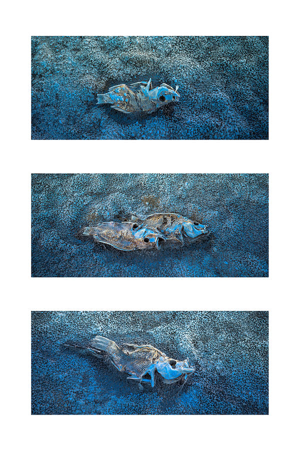 Dead Fish Triptych Photograph by Alexander Kunz