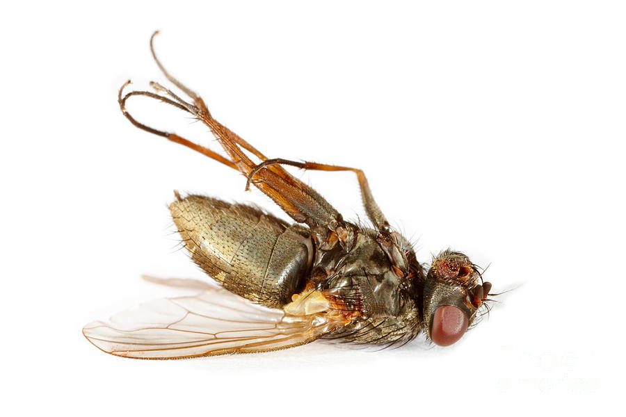 Nature Photograph - Dead fly by Monika Wisniewska