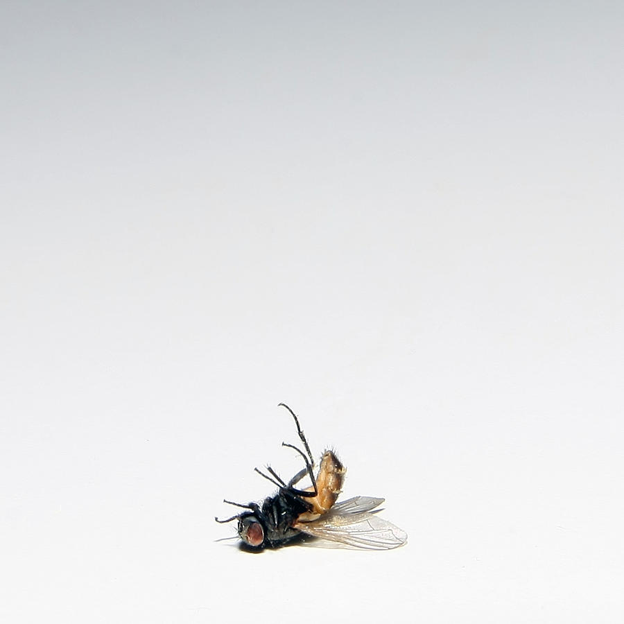 Dead fly Photograph by Retales Botijero