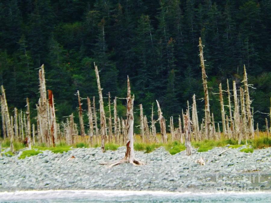 Dead Forest Alaska Photograph by Brigitte Emme