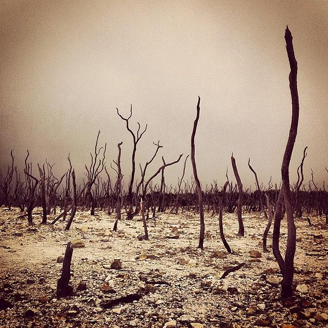Nature Photograph - Dead Forest #papandayan #forest by Dani Daniar