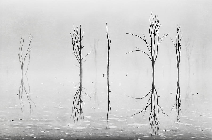 Dead Forest reflections Photograph by Eduard Moldoveanu