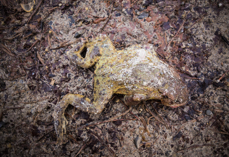 Dead frog Photograph by Matthias Hauser