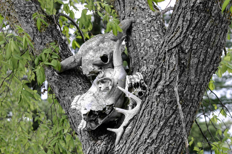 Skull Photograph - Dead Heads by Paul Freidlund