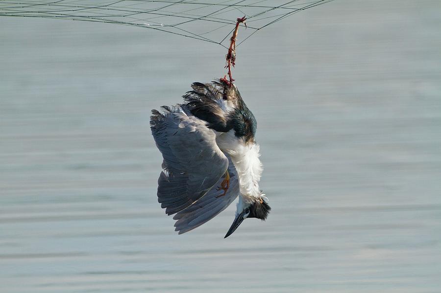 Dead Heron Caught In Net Photograph by Photostock-israel