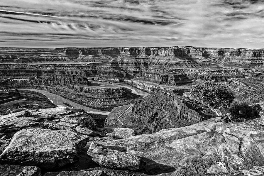 Dead Horse Point Tree In Black and White Photograph by Wes and Dotty Weber