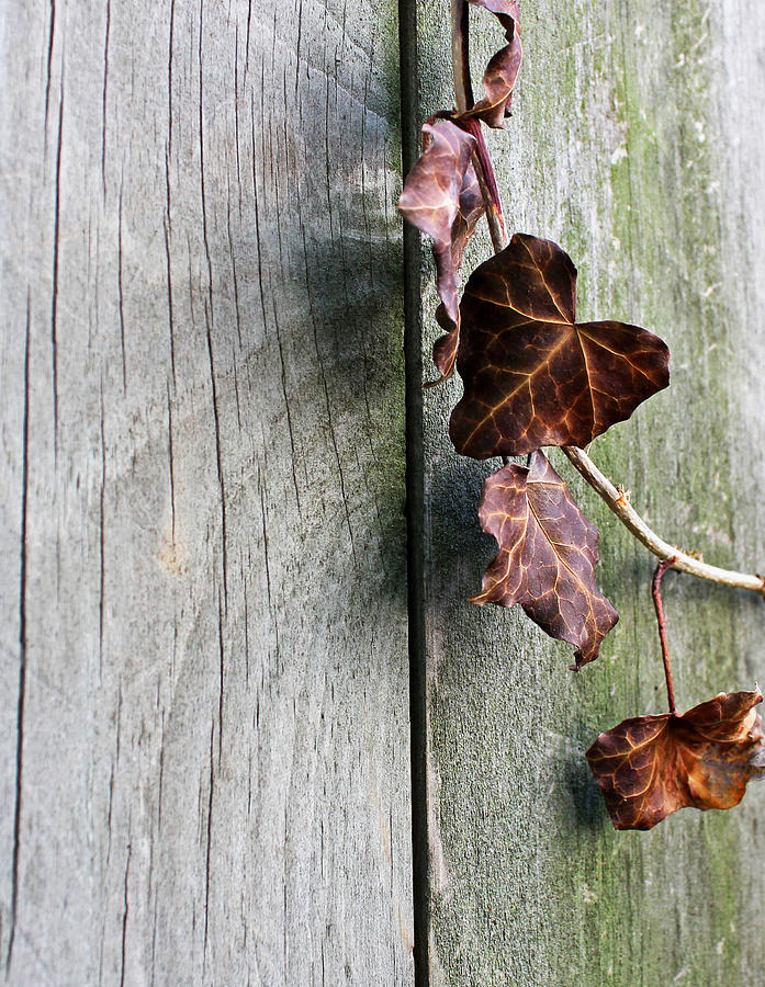 Dead Ivy and Fence Post Photograph by Mary Bedy