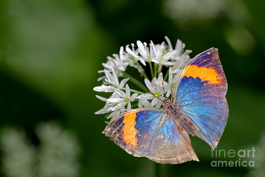 Spring Photograph - Dead Leaf Butterfly  by Bahadir Yeniceri