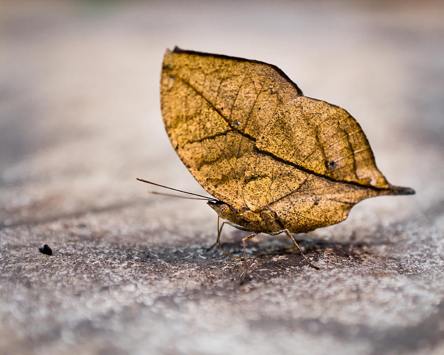 Dead Leaf Butterfly Photograph by Bill Pevlor