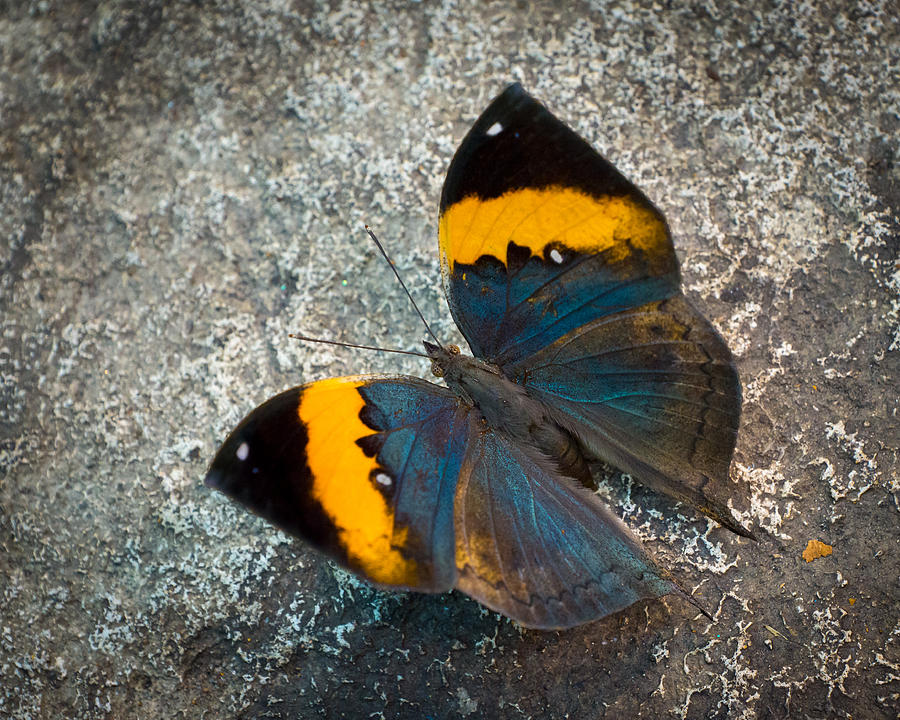 Dead Leaf Butterfly - Open Photograph by Bill Pevlor