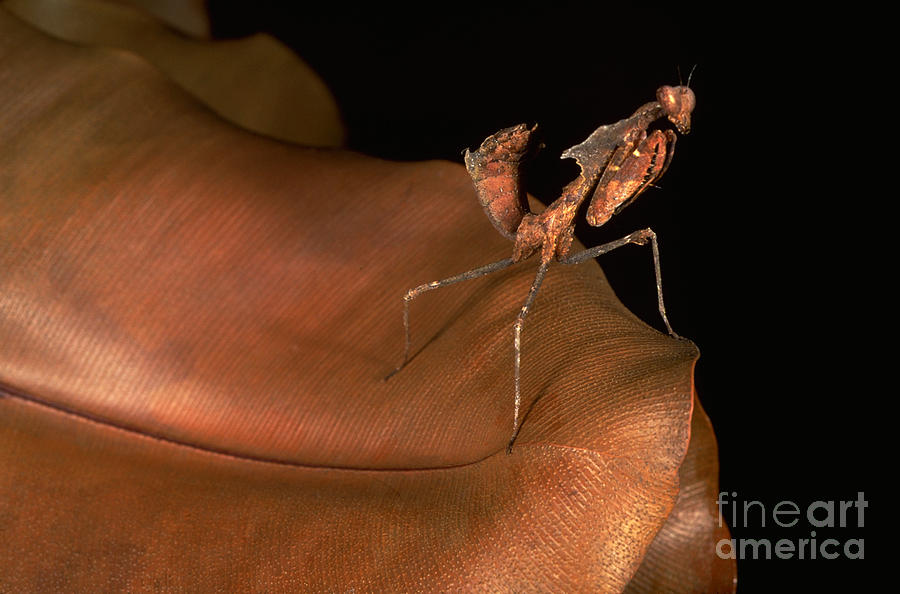 Dead Leaf Mantis Photograph by Art Wolfe