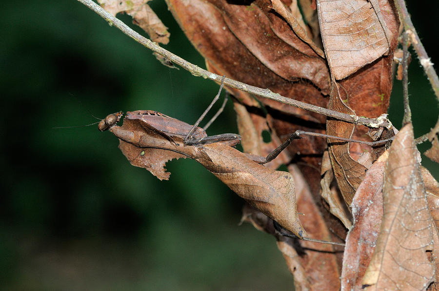 Praying Mantis Camouflage