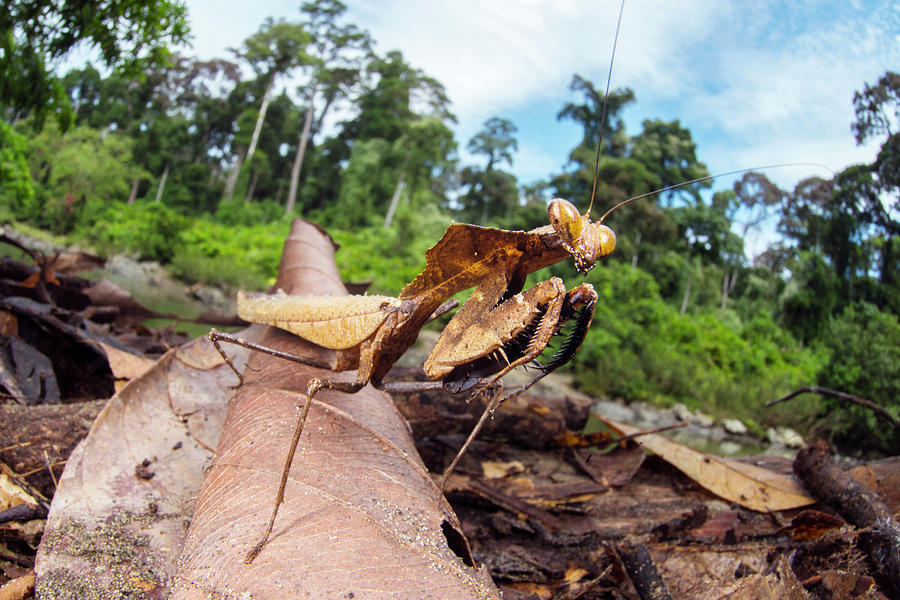 Dead Leaf Mantis Photograph by Scubazoo/science Photo Library