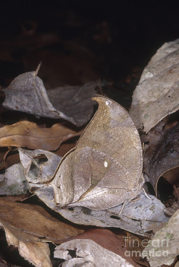 Dead-leaf Mimic Butterfly Photograph by Gregory G. Dimijian, M.D.