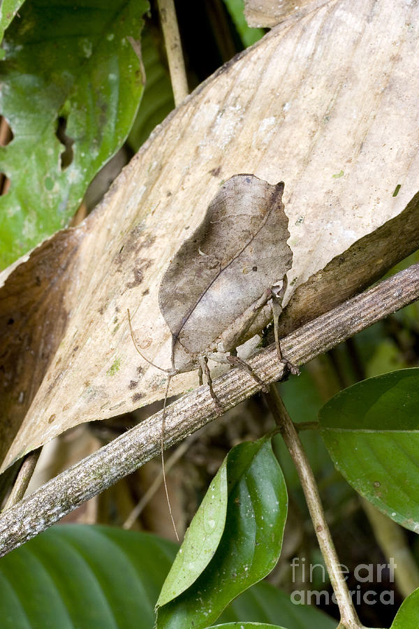 Dead-leaf Mimic Katydid Photograph by Gregory G. Dimijian, M.D.