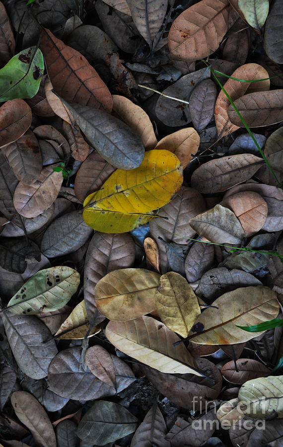 Dead Leaves Photograph by Michelle Meenawong