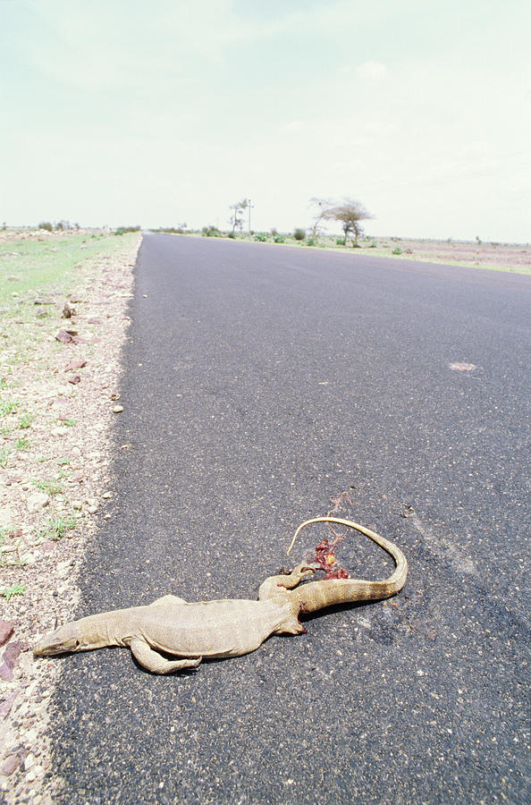 dead-lizard-roadkill-on-a-highway-frank-huster.jpg