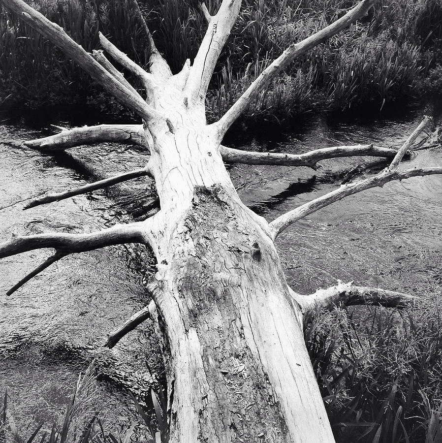 Nature Photograph - Dead log by Les Cunliffe