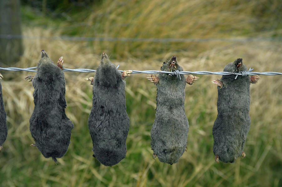Dead Moles On Agricultural Land Photograph by Simon Fraser/science Photo Library