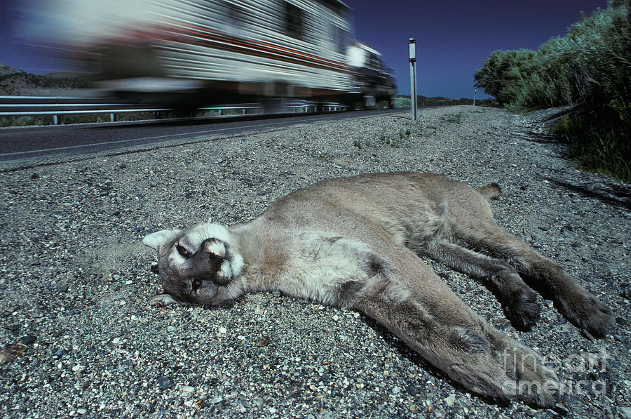 Dead Mountain Lion Photograph by Ron Sanford