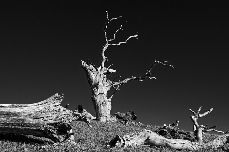 Dead Oaks At Round Valley Photograph by Marc Crumpler