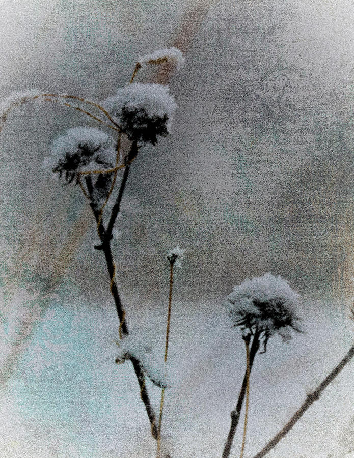 Dead of Winter Photograph by Karen Hart
