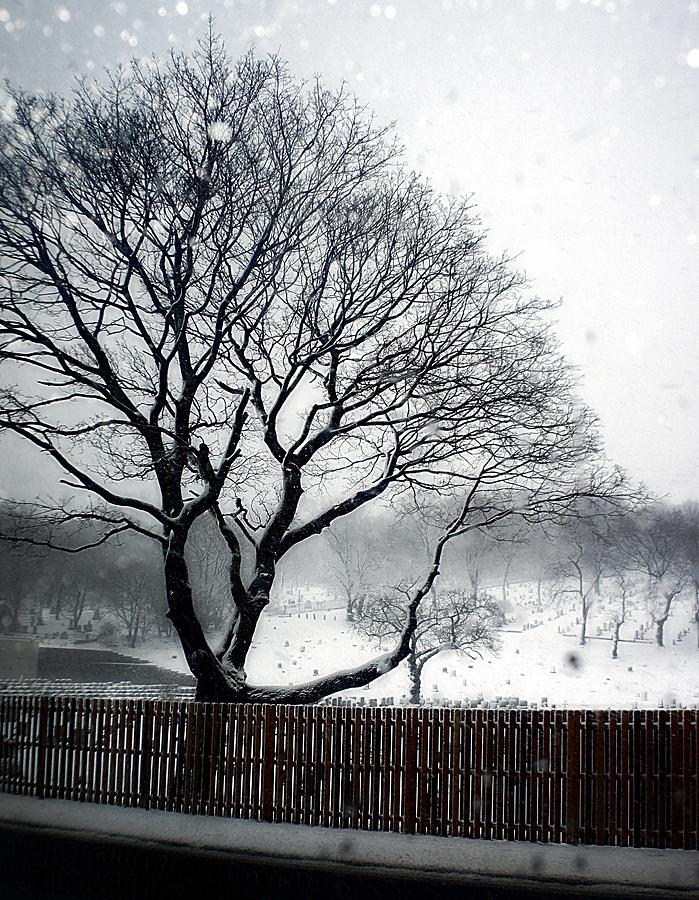 Winter Photograph - Dead of Winter by Lilliana Mendez
