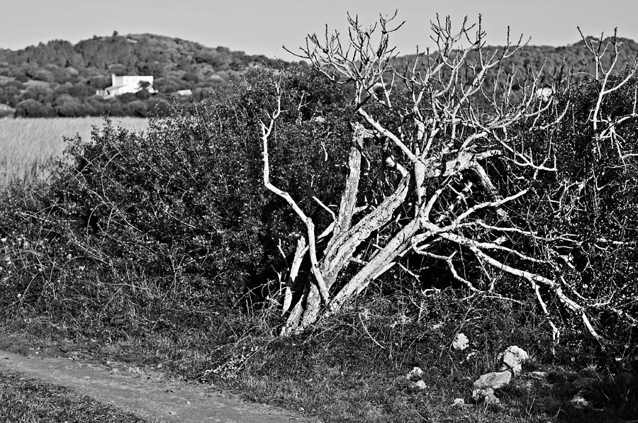 Deat tree in black and white - Dead or alive Photograph by Pedro Cardona Llambias