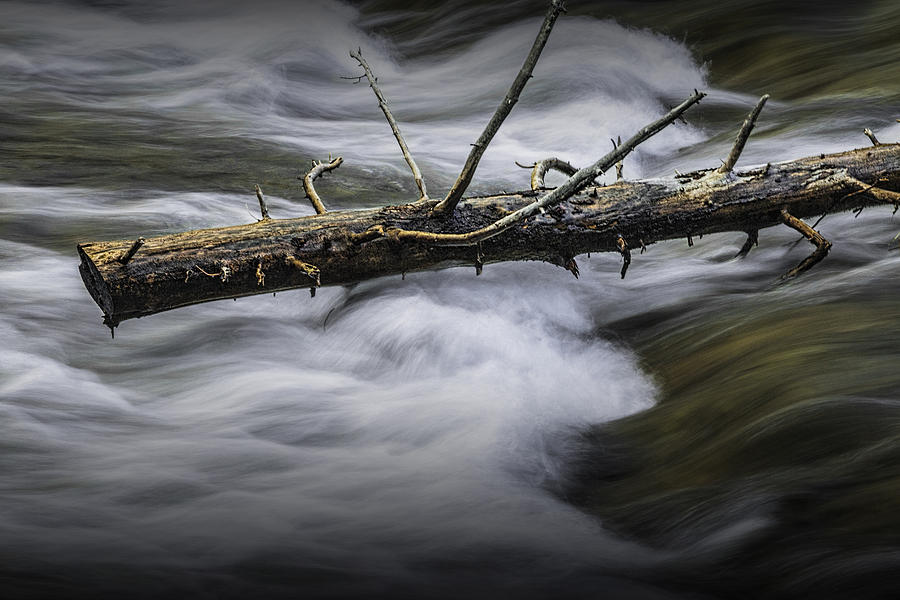 Dead Pine Tree Trunk stuck in the Rapids Photograph by Randall Nyhof