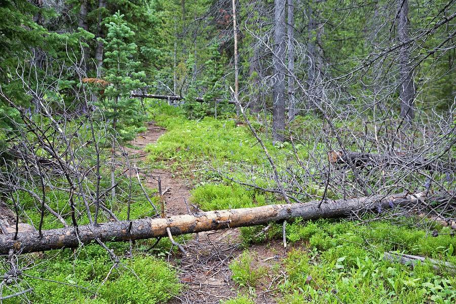 Dead Pine Trees Blocking A Hiking Trail Photograph by Jim West