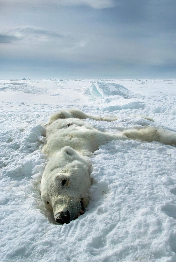 Wildlife Photograph - Dead Polar Bear by Louise Murray/science Photo Library