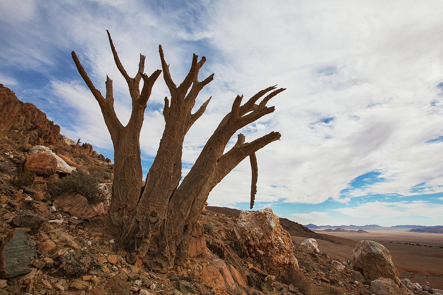 Dead Quiver Tree Aloe Dichotoma In The Photograph by Lars Froelich / Design Pics