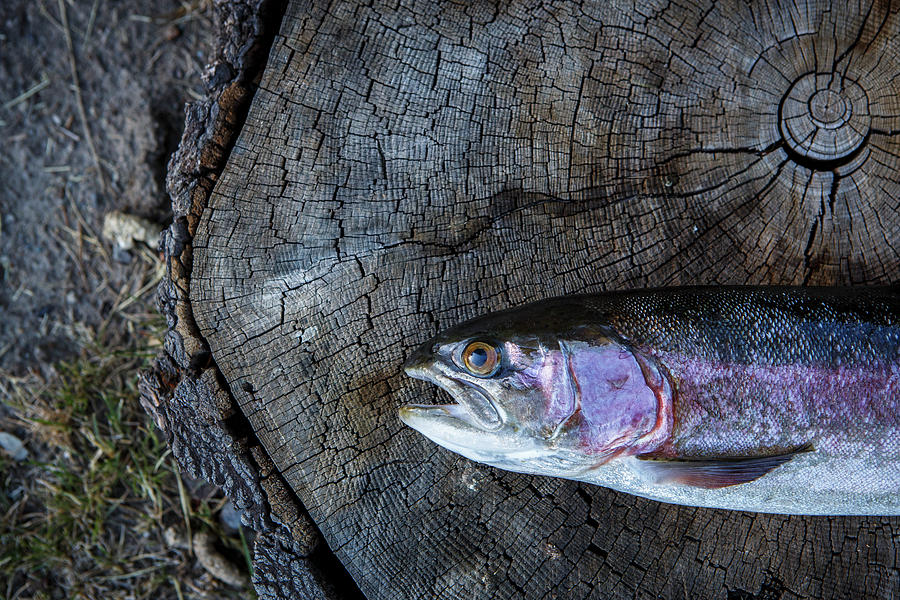 Rainbow Trout (Oncorhynchus mykiss)