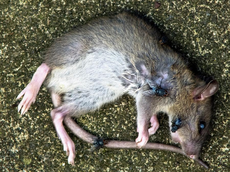 Dead Rat Photograph by Ian Gowland/science Photo Library