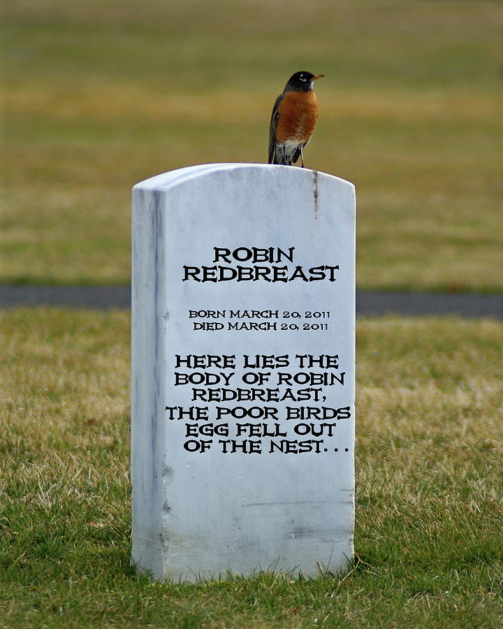 Dead Robin Photograph by Ben Upham III