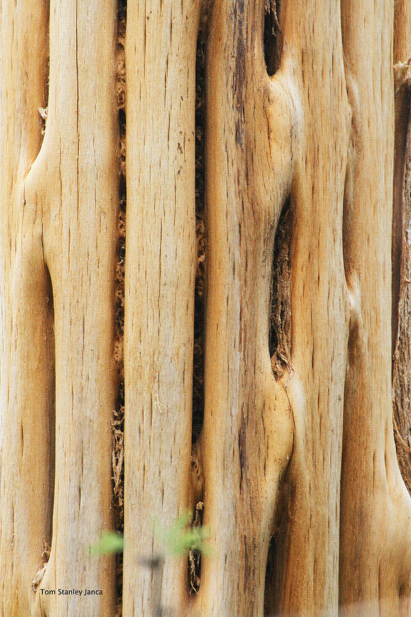 Dead Saguaro Wood Photograph by Tom Janca