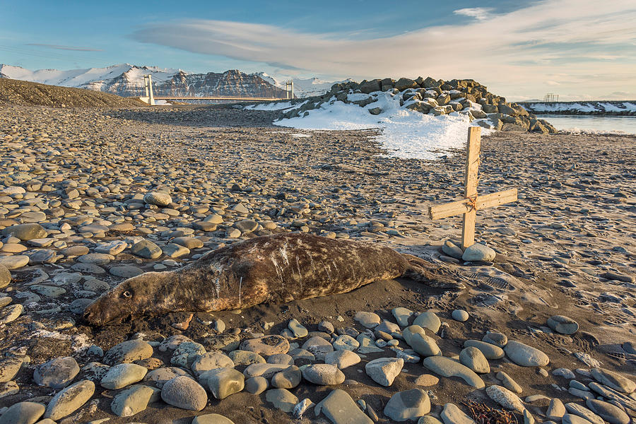 Color Image Photograph - Dead Seal On Breidamerkursandur by Panoramic Images
