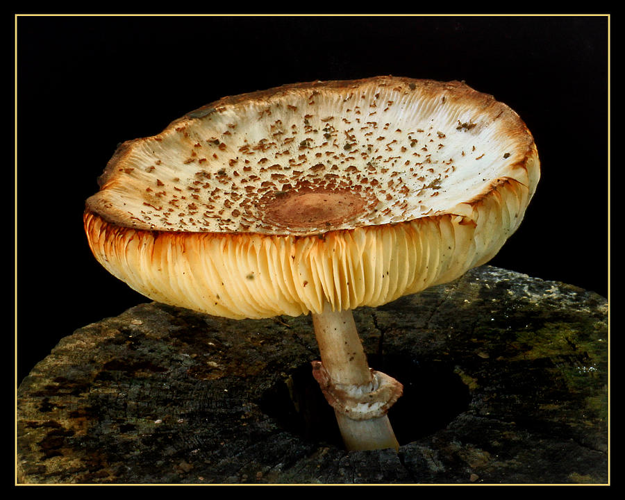 Dead stump mushroom Photograph by Carolyn Derstine