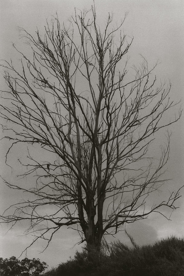Dead Tree Photograph by Amarildo Correa