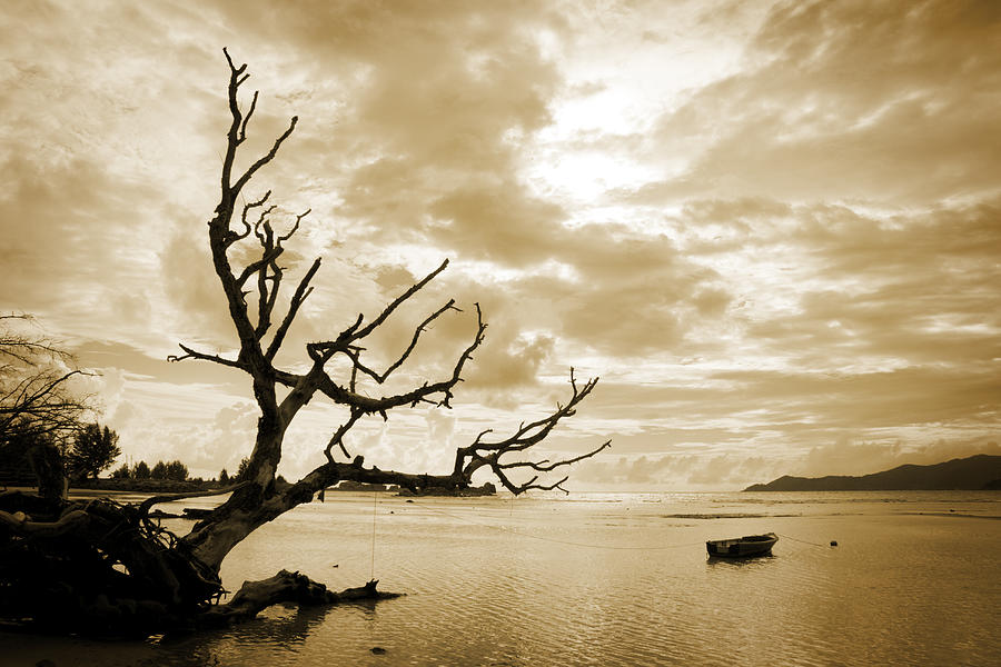 Dead Tree And Sea Photograph by Alexey Stiop