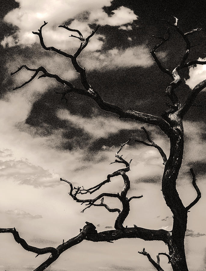 Dead tree Photograph by Arkady Kunysz