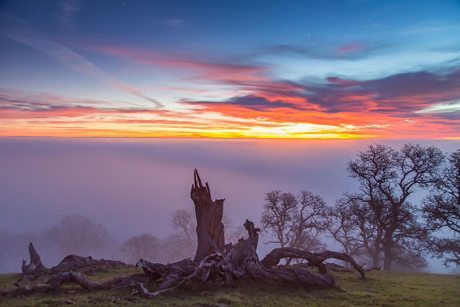 Dead Tree at Dawn Photograph by Marc Crumpler