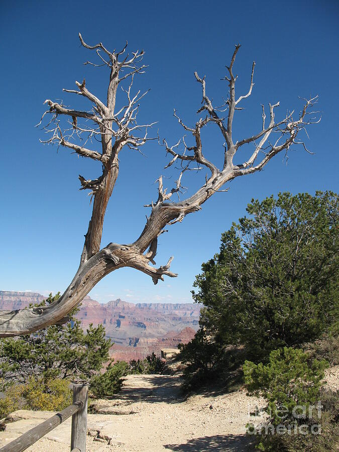 Grand Canyon National Park Photograph - Dead Tree At Grand Canyon South Rim by Christiane Schulze Art And Photography