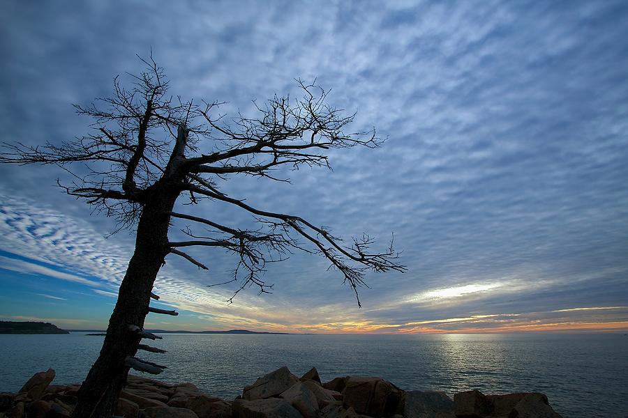 Dead Tree at Otter Cliffs Photograph by Stuart Litoff