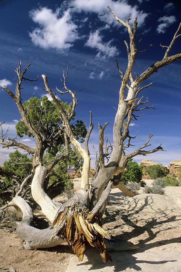 Canyonlands National Park Photograph - Dead Tree At Pothole Point, Canyonlands by Rich Wheater